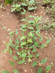 Sida acuta