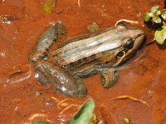 Leptodactylus paranaru
