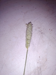 Poaceae
