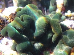 Codium convolutum