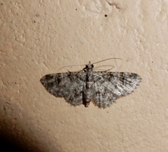Gymnoscelis rufifasciata