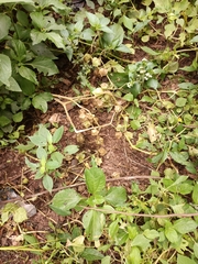 Physalis