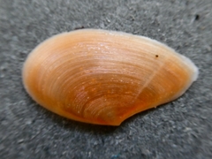 Bosemprella incarnata