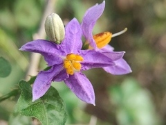 Solanum trilobatum