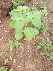 Physalis