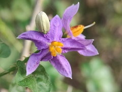 Solanum trilobatum