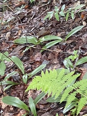 Clintonia umbellulata