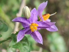 Solanum trilobatum