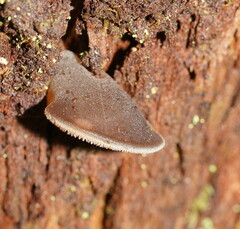 Pseudohydnum tasmanicum