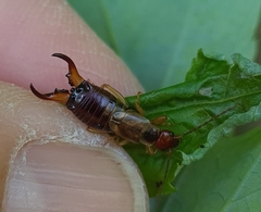 Forficula auricularia