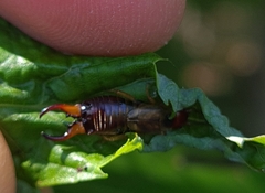 Forficula auricularia