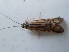 Macrostemum zebratum