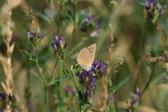 Polyommatus humedasae