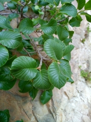 Rhamnus microcarpa