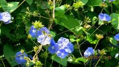 Jacquemontia pentanthos