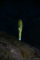 Fistularia tabacaria