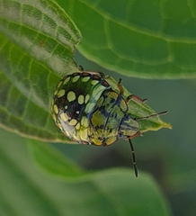 Nezara viridula
