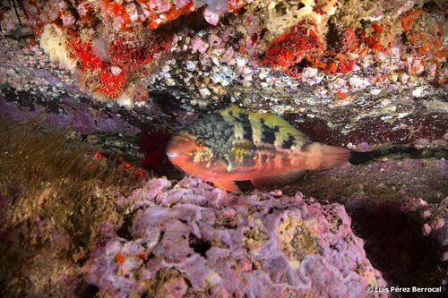 Guinean Parrotfish (Scarus hoefleri) · iNaturalist