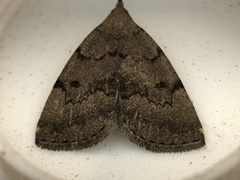 Zanclognatha dentata