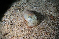 Sepia bertheloti