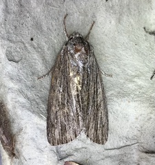 Acronicta lithospila