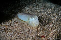 Sepia bertheloti