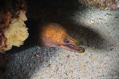 Enchelycore nigricans