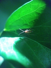 Campyloneura virgula