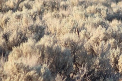 Oreoscoptes montanus