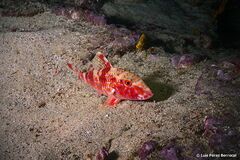 Pseudupeneus prayensis