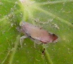 Synophropsis