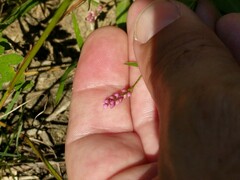 Persicaria
