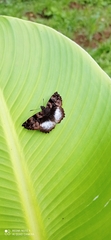 Noctuana lactifera