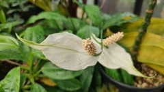 Anthurium jenmanii