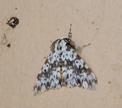 Lymantria fuliginosa
