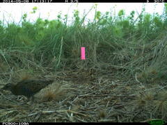 Gallirallus philippensis mellori