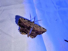 Lytrosis unitaria