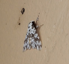 Lymantria fuliginosa