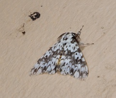 Lymantria fuliginosa