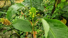 Goeppertia cylindrica