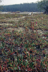 Castilleja rubra
