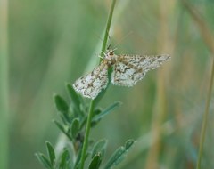 Heliomata glarearia