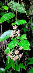 Rubus kawakamii
