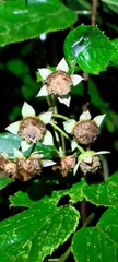 Rubus kawakamii