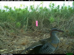 Gallirallus philippensis mellori