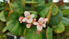 Begonia huegelii
