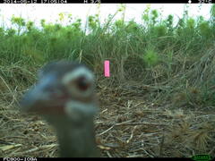 Gallirallus philippensis mellori