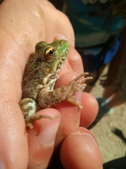 Pelophylax ridibundus