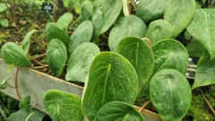 Peperomia hernandiifolia