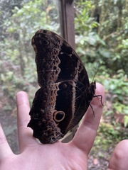Caligo oberthurii